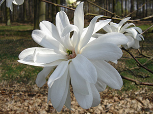 Magnolia × loebneri 'Powder Puff'